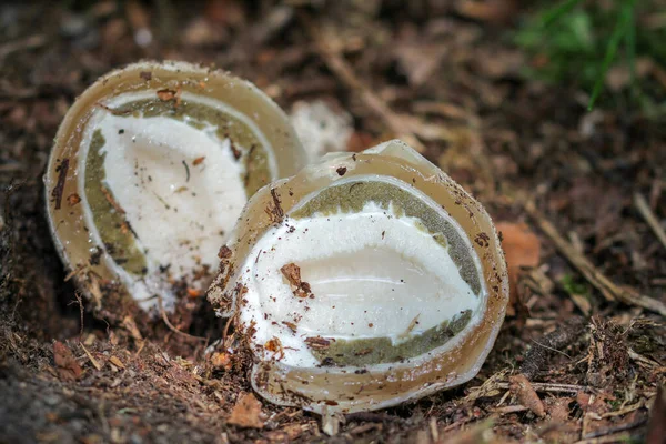 Oeuf Sorcière Champignon Corne Odeur — Photo