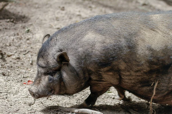 小型猪 繁殖伯格斯特朗毛毛绒 — 图库照片