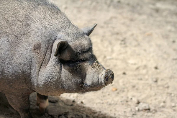 小型猪 繁殖伯格斯特朗毛毛绒 — 图库照片