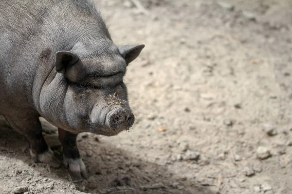 Minigris Uppfödning Bergstrer Knirper — Stockfoto