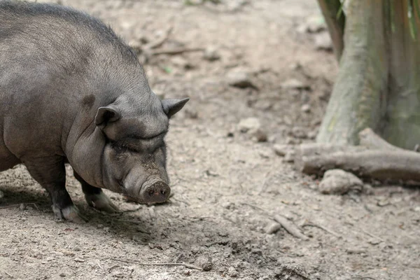 Mini Pig Breeding Bergstrer Knirps — Stock Photo, Image