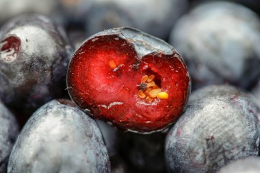 gerçek yaban mersinli makro shot (Vaccinium myrtillus)
