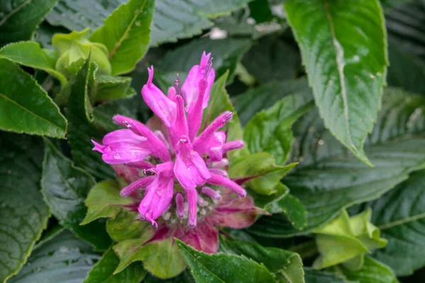 Macro Photo Blossom Golden Balm — Stock Photo, Image