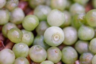 Temmuz 'da beyaz albino yaban mersini 