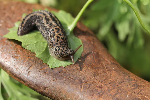 Close Tiger Snail — Stock Photo, Image