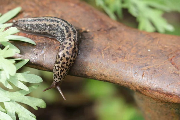 Fechar Partir Caracol Tigre — Fotografia de Stock