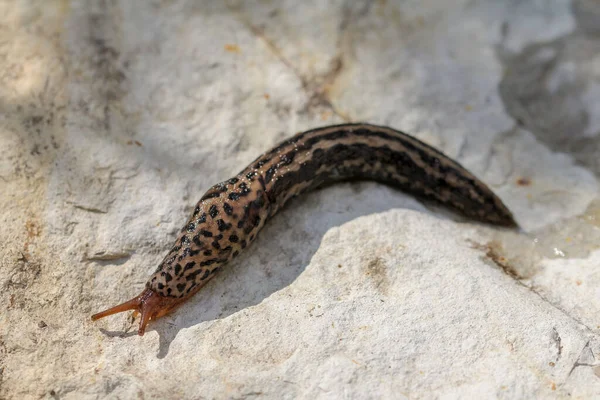 Cerca Del Caracol Tigre — Foto de Stock