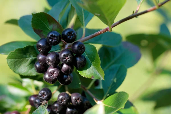 Good Harvest 2020 Ripe Aronia Berries — Stock Photo, Image
