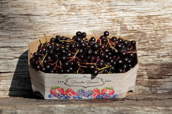 Good Harvest 2020 Ripe Aronia Berries — Stock Photo, Image