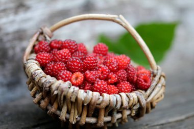 Japon şarap üzümlerinden meyve suyu hasat ve hazırlama.