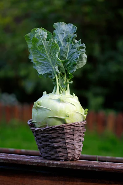 Country Woman Gigant Turnip Cabbage — Stock Photo, Image