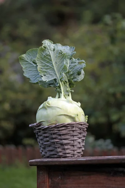 Country Woman Gigant Turnip Cabbage — Stock Photo, Image