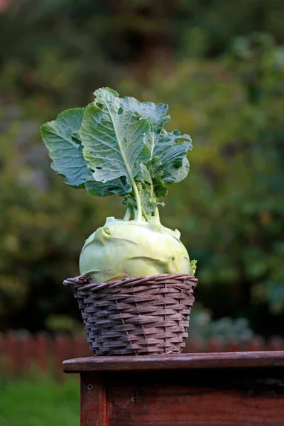 Country Woman Gigant Turnip Cabbage — Stock Photo, Image