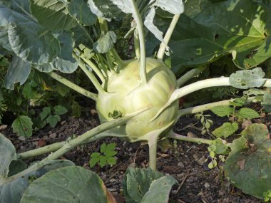 Organik tarımdan dev şalgam lahanası hasadı