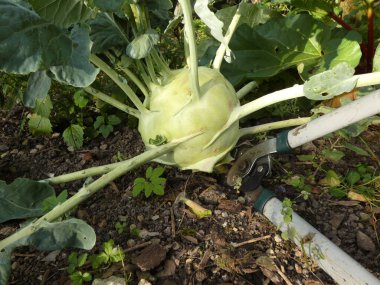 Organik tarımdan dev şalgam lahanası hasadı