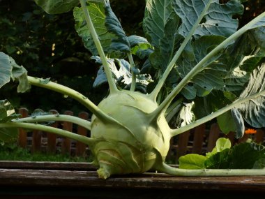 Organik tarımdan dev şalgam lahanası hasadı