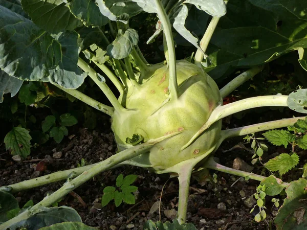 Harvest Gigantic Gigant Turnip Cabbage Organic Farming — Stock Photo, Image