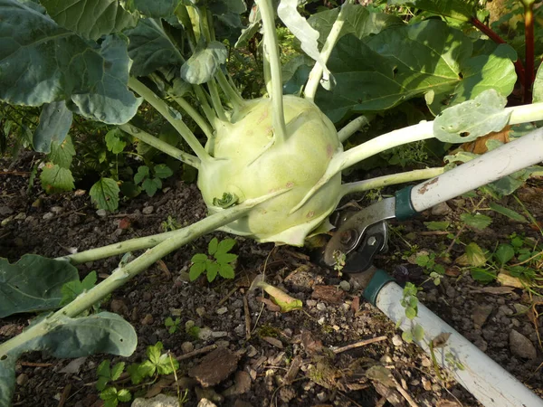 Organik tarımdan dev şalgam lahanası hasadı