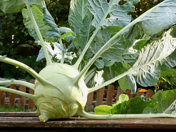 Organik tarımdan dev şalgam lahanası hasadı