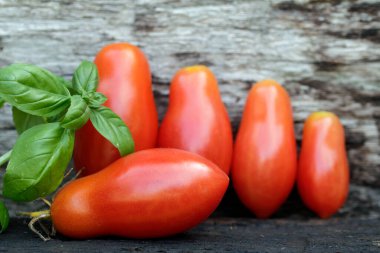 domateslerin çeşitliliği ve çoğalması