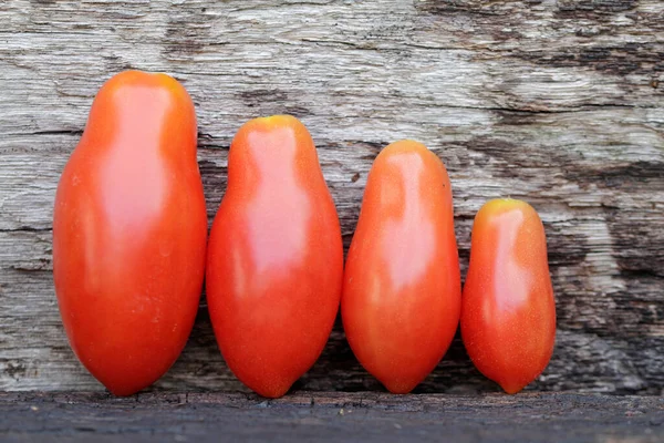 Variedad Multiplicación Tomates — Foto de Stock