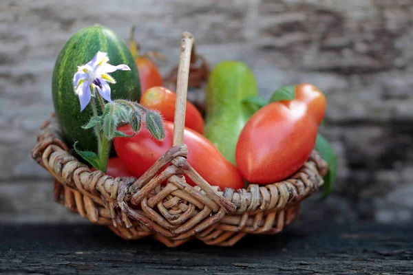 Variety Multiplication Tomatoes — Stock Photo, Image