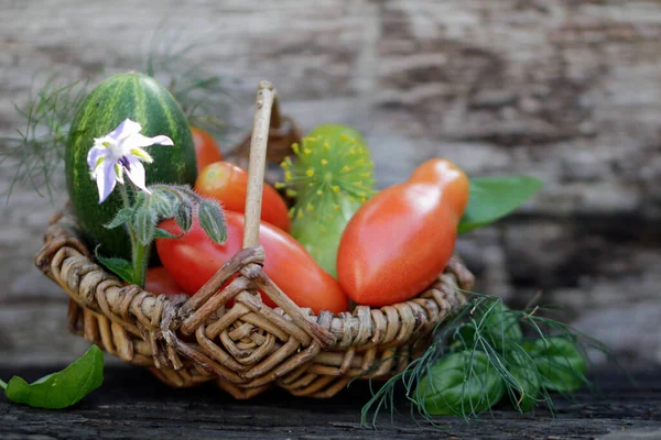 Domateslerin Çeşitliliği Çoğalması — Stok fotoğraf