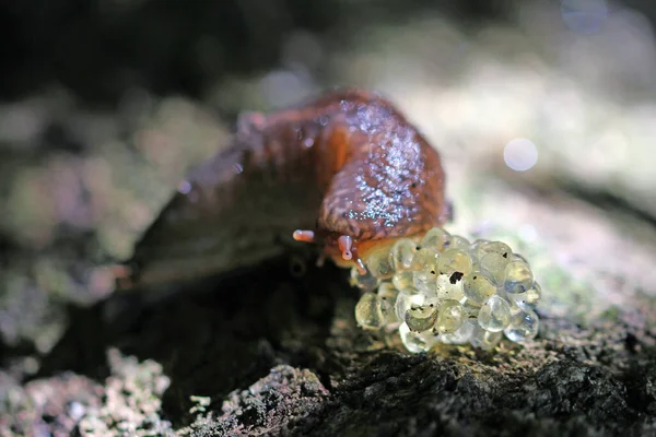 Kaplan salyangozun yumurta debriyajı