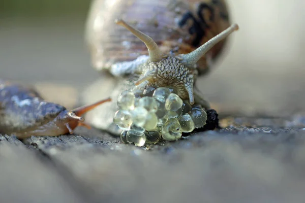 Embreagem Ovo Caracol Tigre — Fotografia de Stock