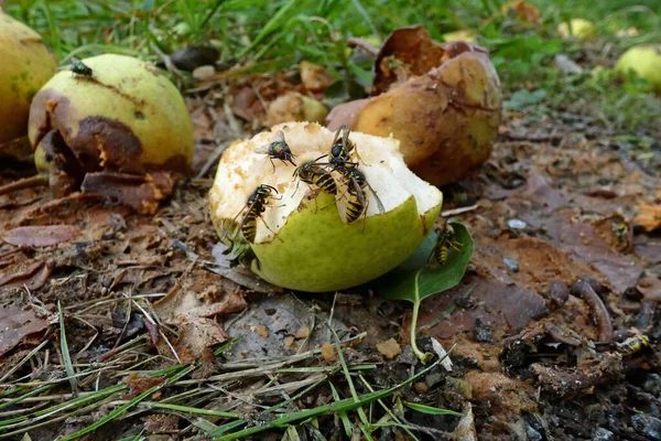 Muitas Vespas Fruta Outono — Fotografia de Stock