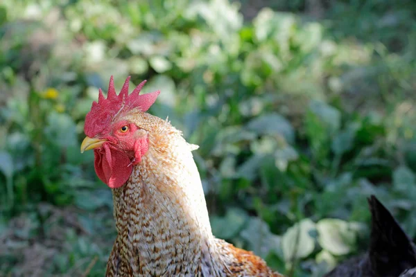 Gallo Orgulloso Con Gallina — Foto de Stock