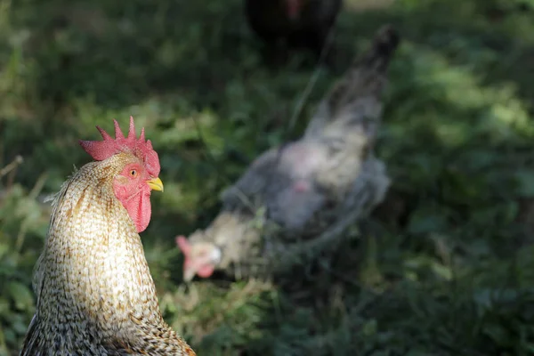 Gallo Orgulloso Con Gallina — Foto de Stock