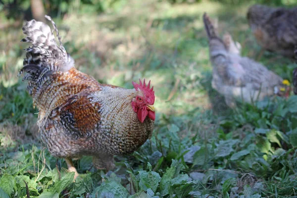 Coq Fier Avec Poule — Photo