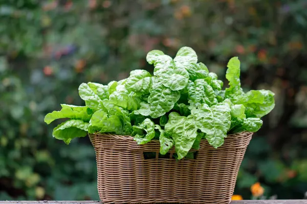 Cut Chard Basket — Stock Photo, Image