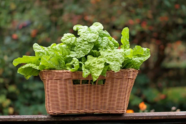 Cut Chard Basket — Stock Photo, Image