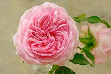 Stüdyoda çekilmiş tarihi güller.