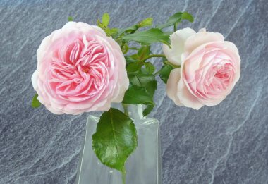 Stüdyoda çekilmiş tarihi güller.