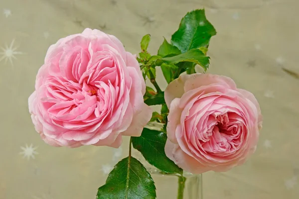 Historical Roses Photographed Studio — Stock Photo, Image