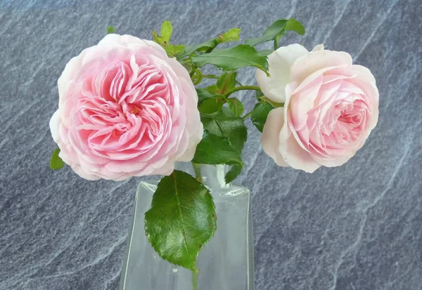 Historical Roses Photographed Studio — Stock Photo, Image