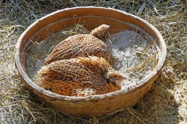 Japansk Vaktel Tar Ett Sandbad — Stockfoto