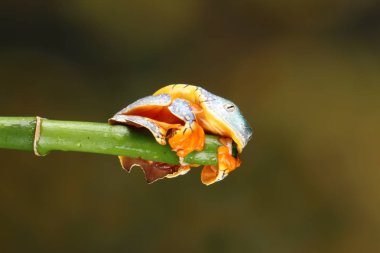 Yeşil dal üzerinde asılı renkli fringe ağaç kurbağası 