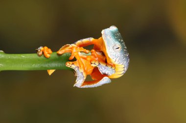 Yeşil dal üzerinde asılı renkli fringe ağaç kurbağası 