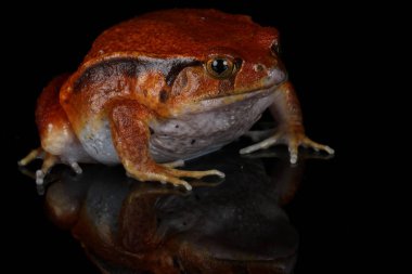 Turuncu domates kurbağa suya oturan portresi görünümü Kapat 