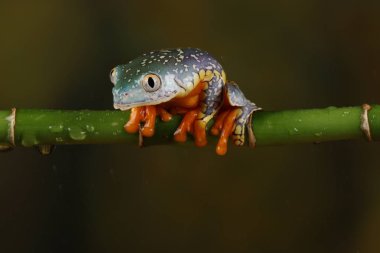 Renkli saçak kurbağa yeşil dal üzerinde asılı önden görünümü 