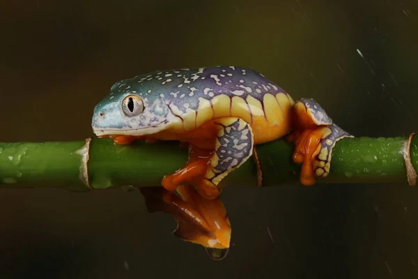 Framifrån Färgglada Fringe Tree Frog Hängande Grön Kvist — Stockfoto