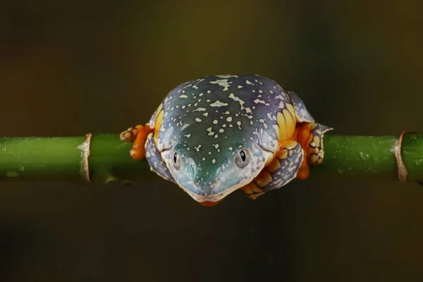 Vue Face Grenouille Frange Colorée Accrochée Une Brindille Verte — Photo