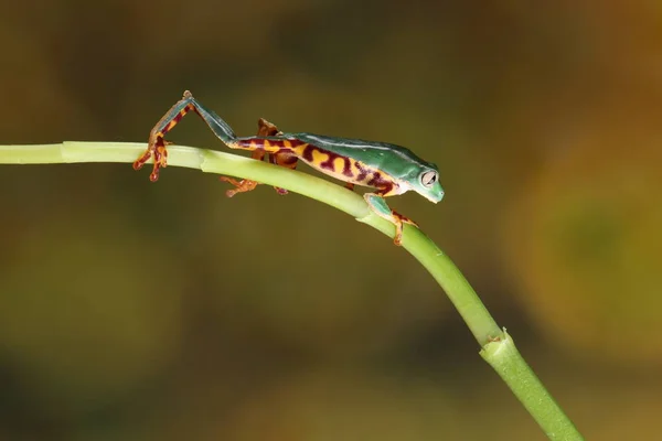 Winziger Grüner Und Brauner Frosch Auf Grünem Tulpenstamm Auf Verschwommenem — Stockfoto