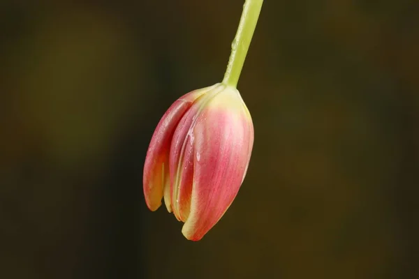 Karanlık Bulanık Kahverengi Zemin Üzerine Pembe Lale Çiçek Görünümü Kapat — Stok fotoğraf