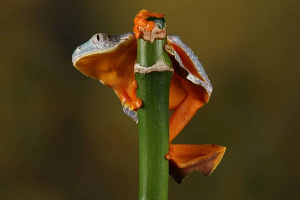 緑の枝に掛かっているカラフルなフリンジ アマガエル — ストック写真