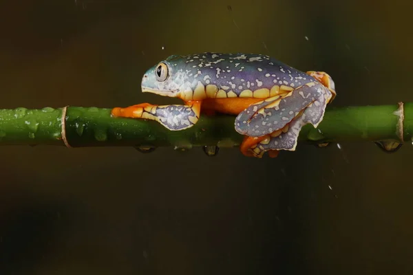 緑の枝に掛かっているカラフルなフリンジ ツリー カエルの側面図 — ストック写真